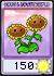 twin-sunflower
